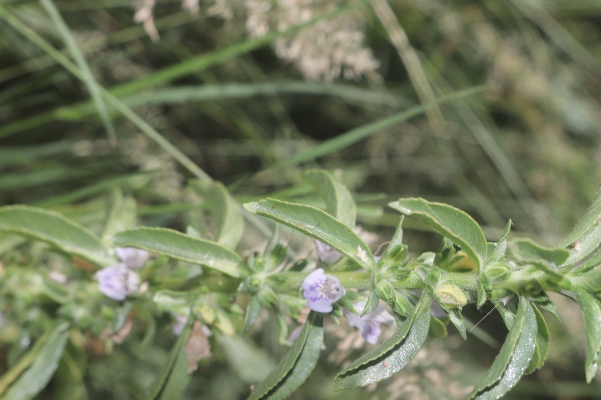 Hygrophila balsamica (L.f.) Raf.